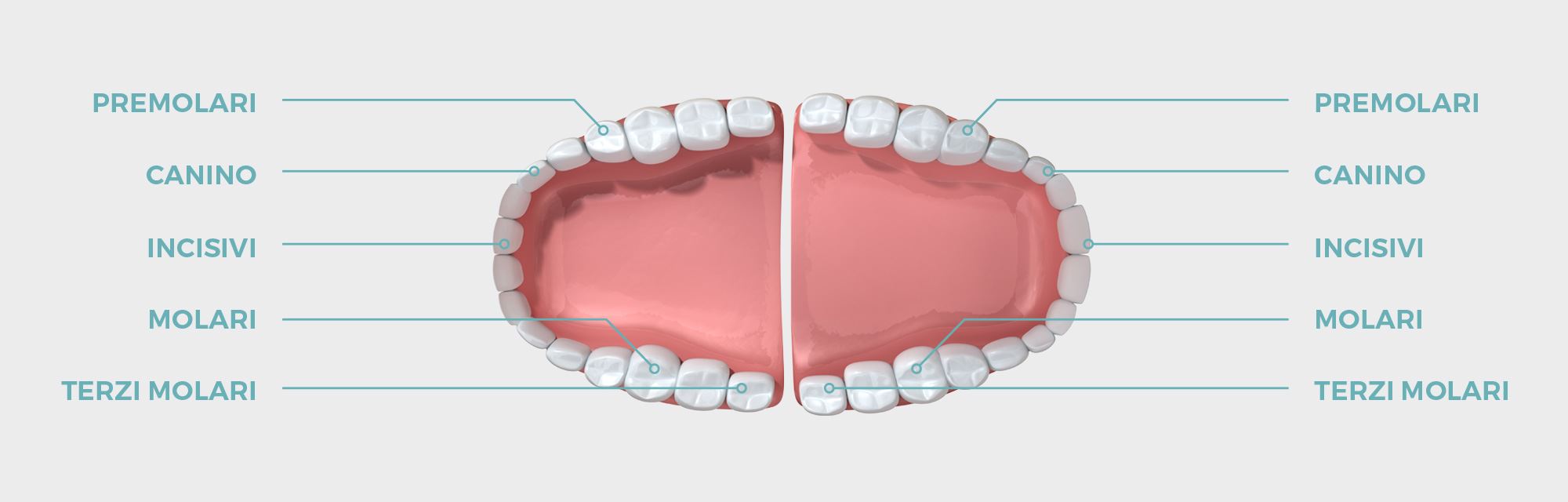 I denti e la loro funzione: qual è la differenza fra incisivi, canini, premolari e molari?